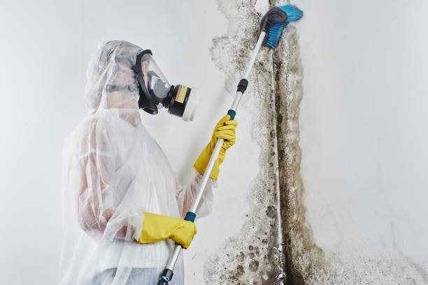 What You Should Know About Mold Removal